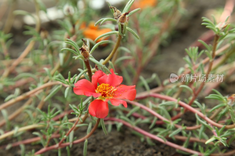 盛开的花朵