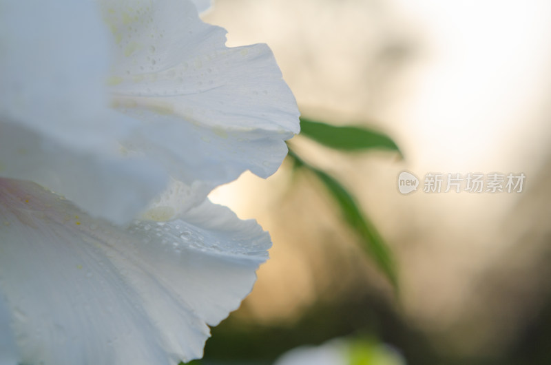 带水珠的白色花瓣特写