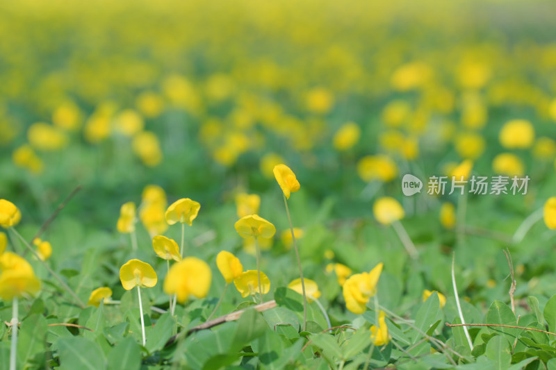 田间盛开的黄花蔓花生