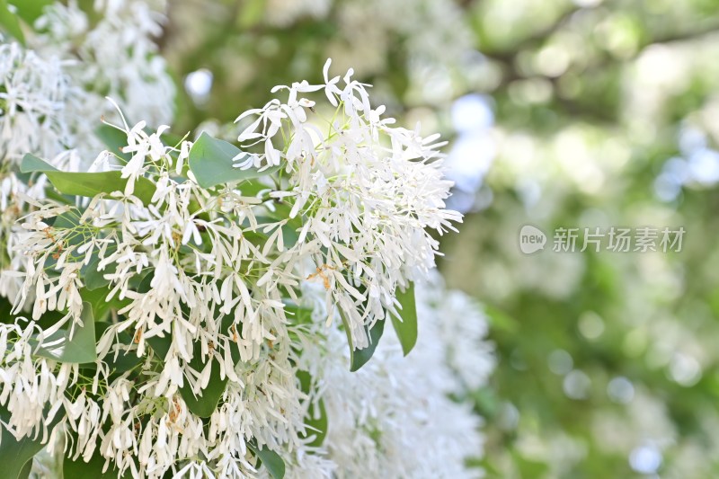 流苏花·流苏·花·花瓣·植物