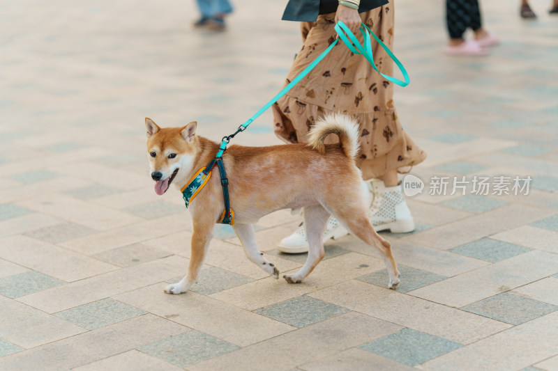 散步的柴犬