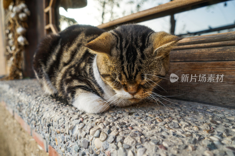 窗台上生病的猫