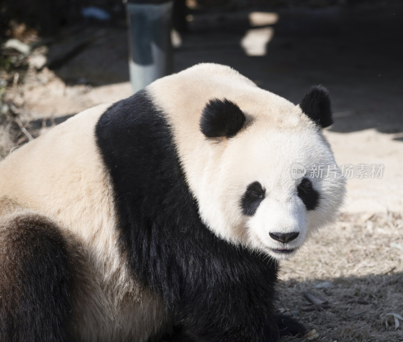 岳阳中华大熊猫苑可爱的大熊猫喜悦