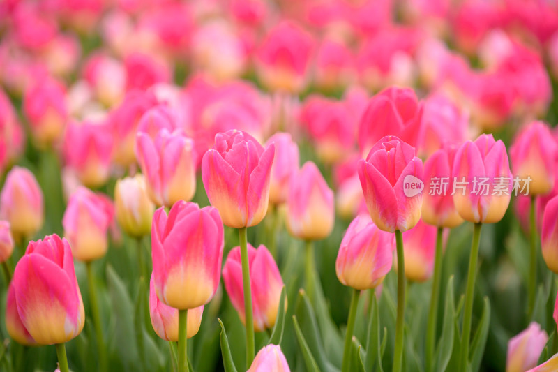 郁金香花海