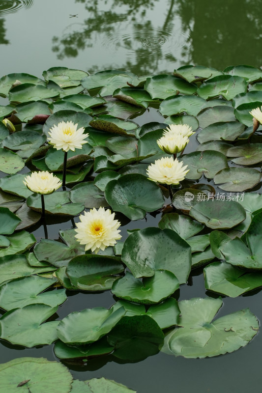 北京国家植物园睡莲