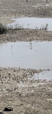 湿地中一只白鹭正在浅水中行走