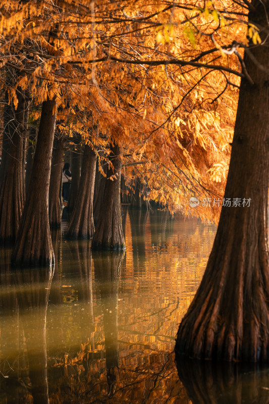 秋季水上杉林自然风光