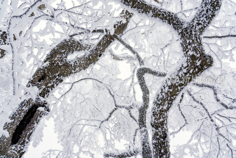 冬季大雪树木雾凇雪挂