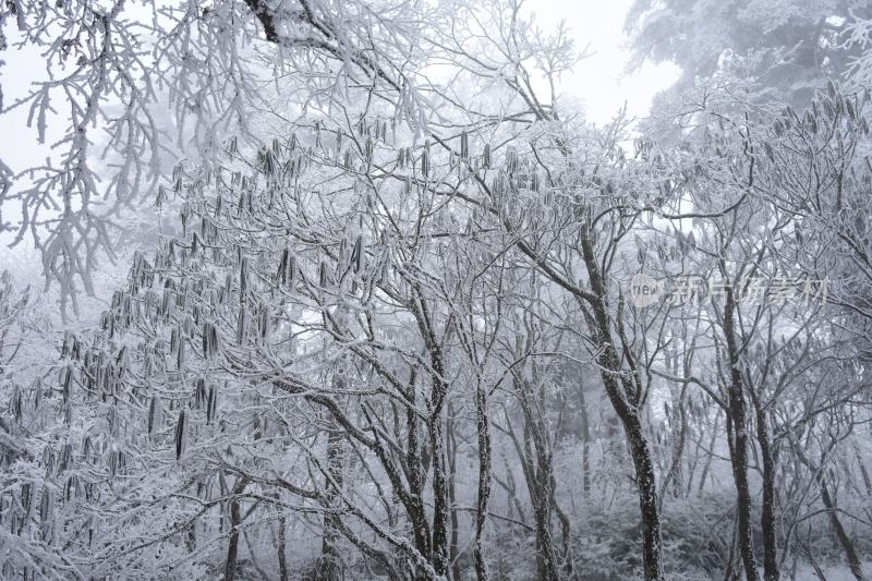 冬季雪景美景大雪