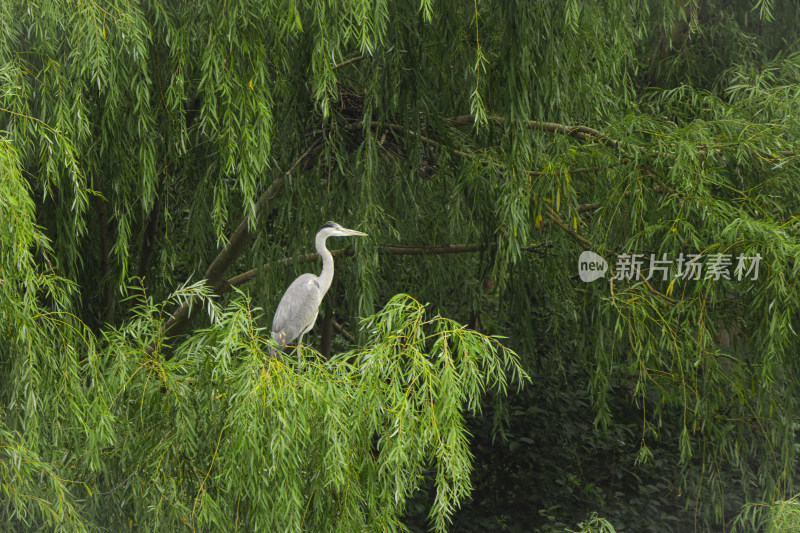 生态保护白鹭鸟类动物