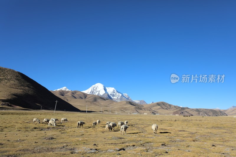 中国西藏雪山下的羊群