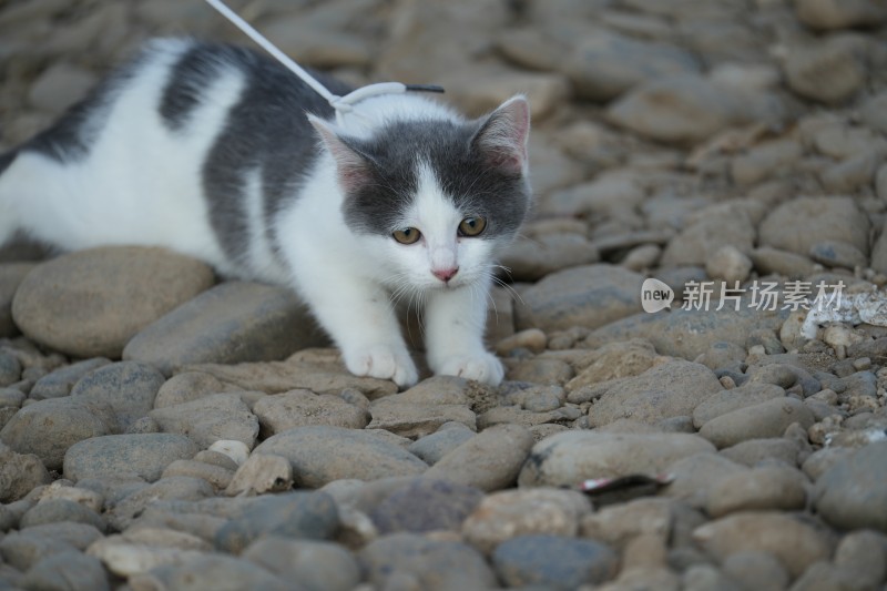 猫坐在岩石上的特写肖像