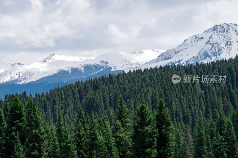 新疆伊犁琼库什台雪山森林草原风光