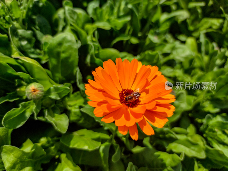 春天鲜花盛开花朵植物摄影图