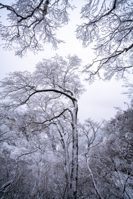 老君山下雪大山森林雾凇景观