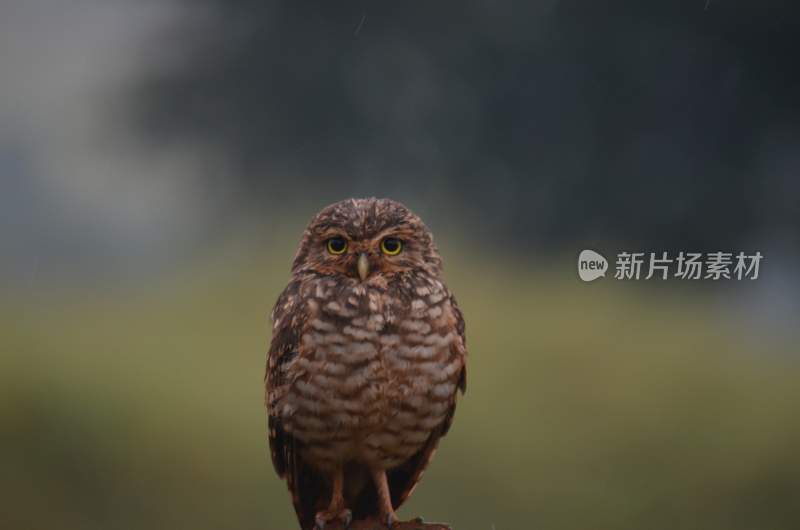 野生动物猫头鹰