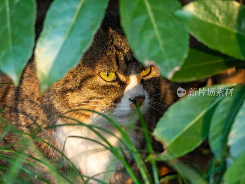 草丛中慵懒休憩的花猫特写