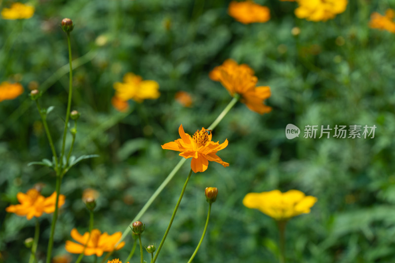 田野上一片的硫黄菊花