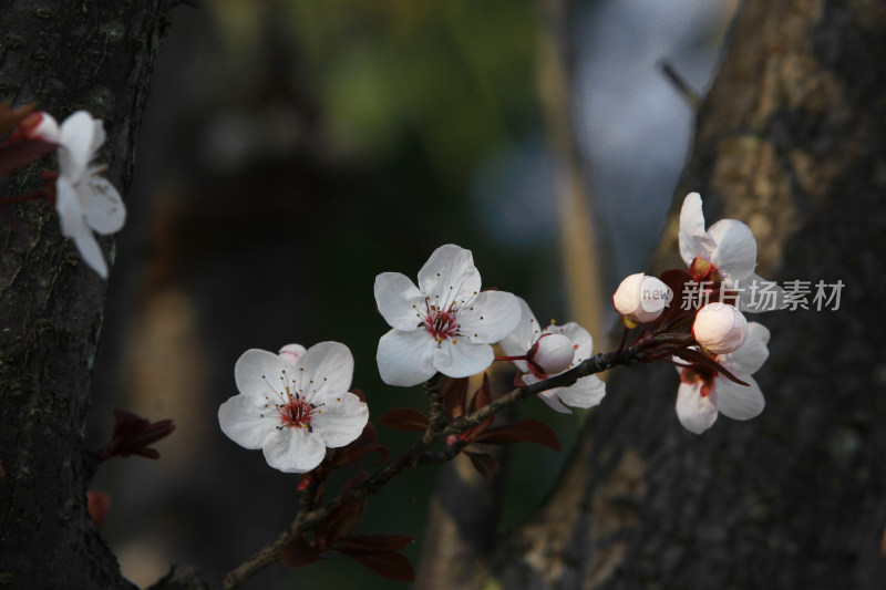 红叶李小白花