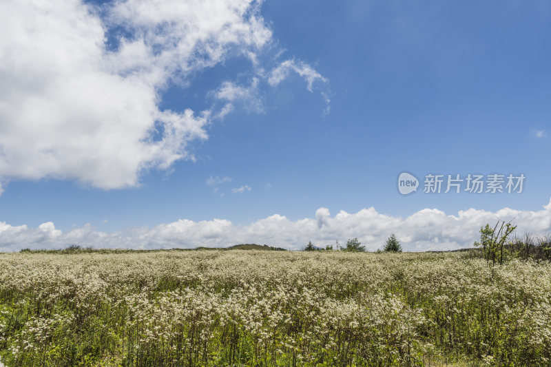 蓝天白云下的大片野花盛开的田野