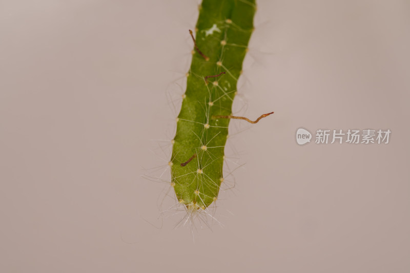 带刺仙人掌枝干特写