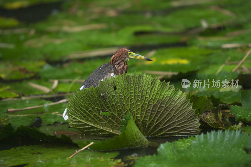 暴雨天池塘里全身湿透的池鹭