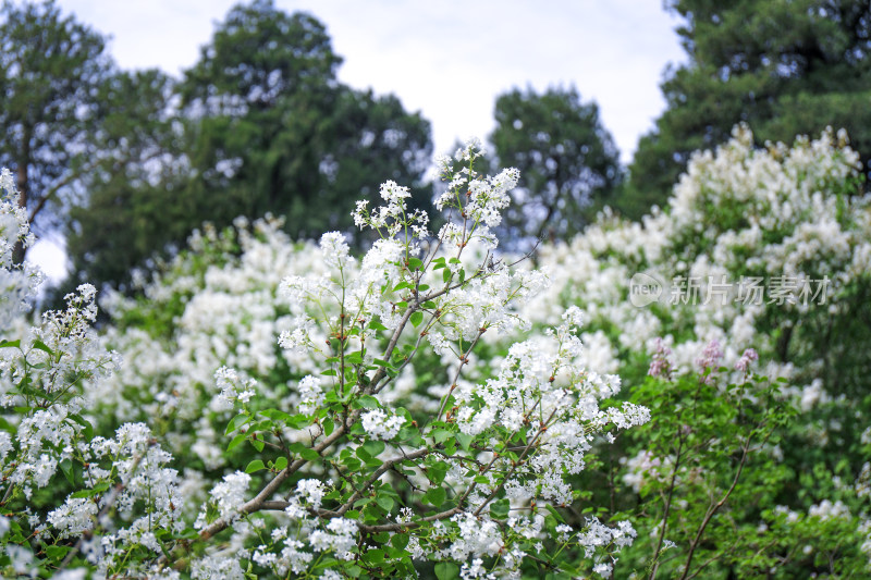 白色丁香花