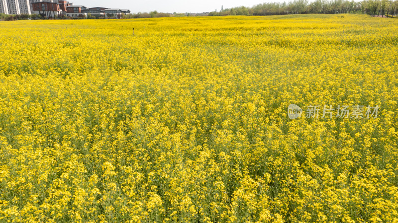 油菜花航拍