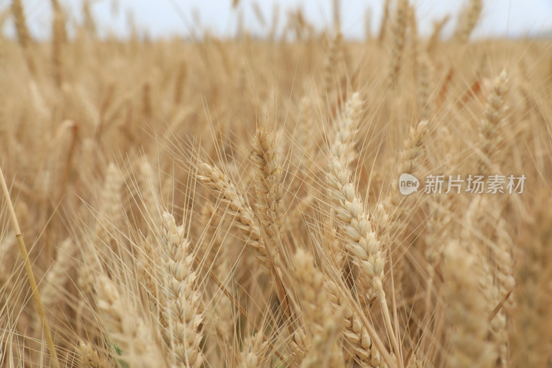 麦田麦子地成熟的小麦