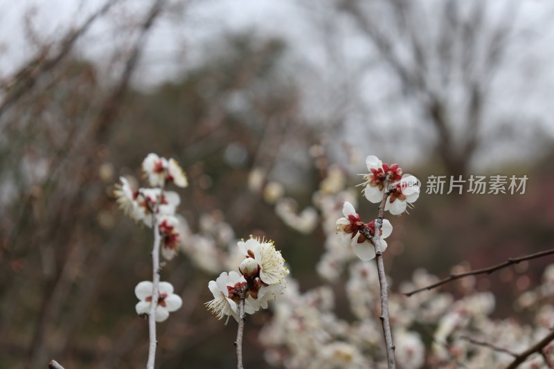 户外盛开的白梅花枝特写