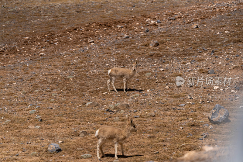 西藏那曲高原精灵藏羚羊荒漠中的生命