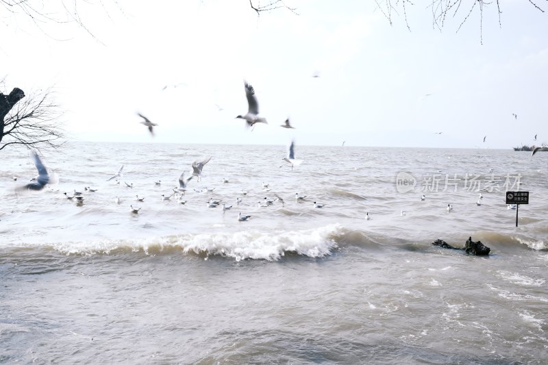 海边飞翔与栖息的海鸥