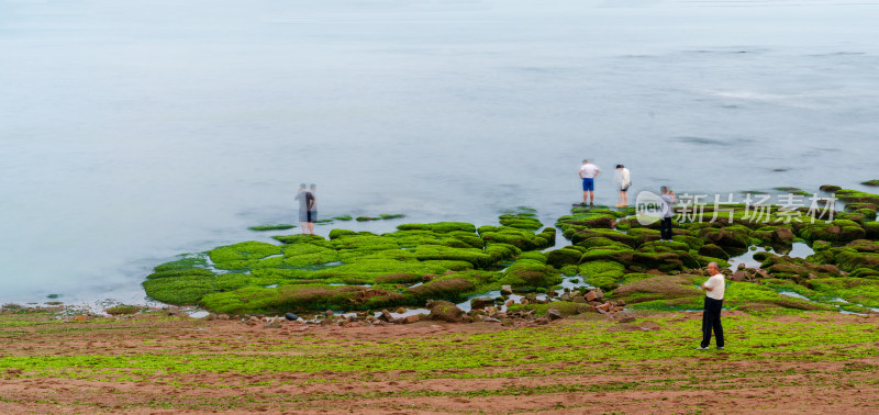 布满绿藻的海岸上游客来往