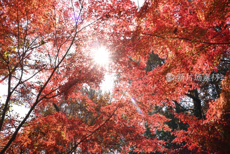 杭州九溪阳光穿透树叶 唯美红叶红枫光影