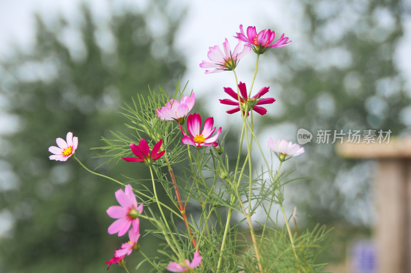 格桑花波斯菊粉红花海