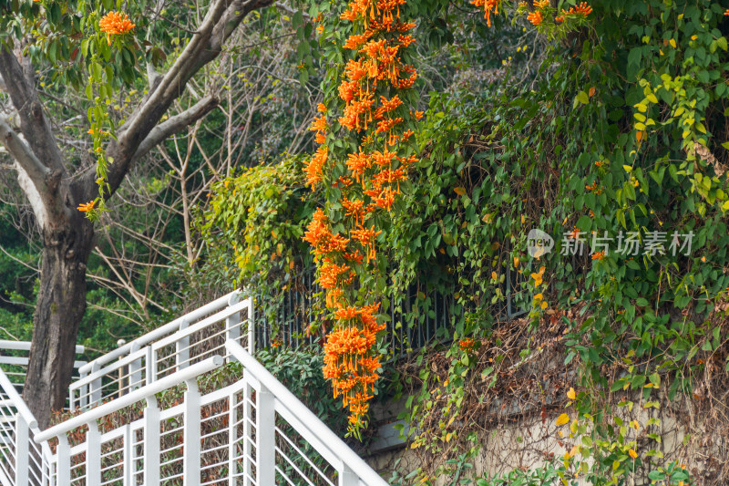 白色栏杆旁垂挂的橙色炮仗花