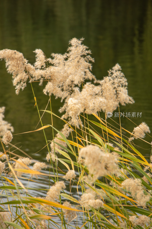 秋日湖边芦苇荡