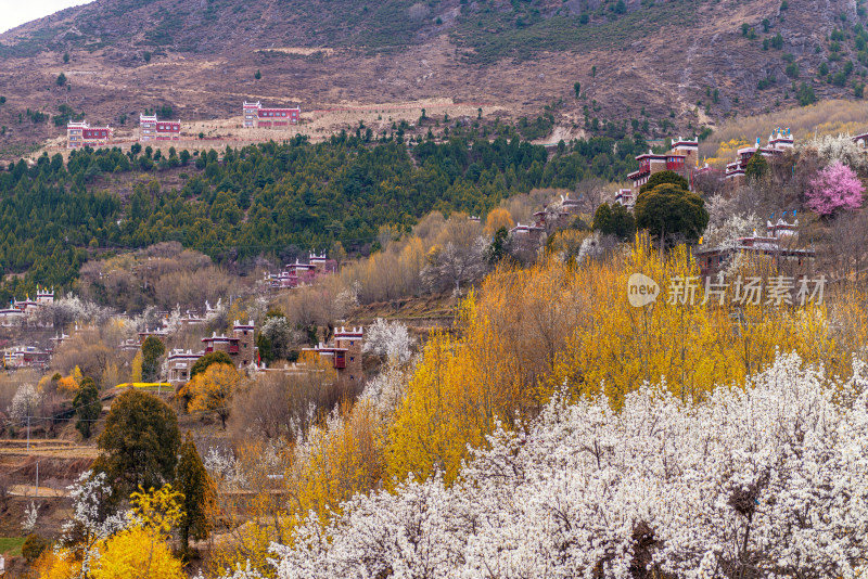 山间盛开的梨花