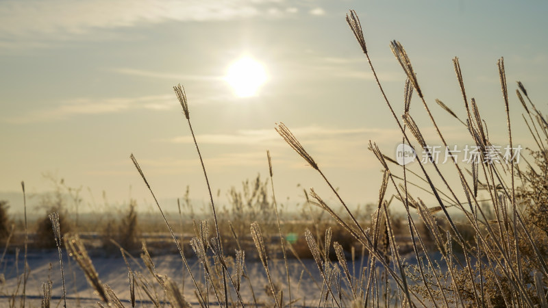 冬季雪地上夕阳下金色芦苇草