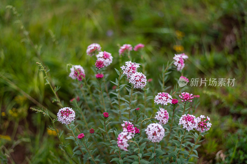 草原野花