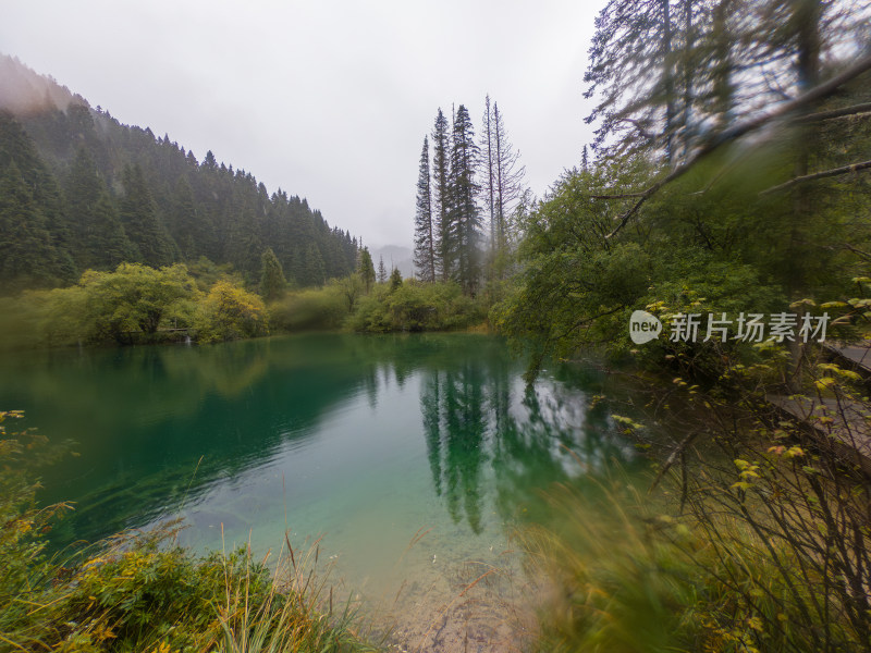 静谧的森林与湖景