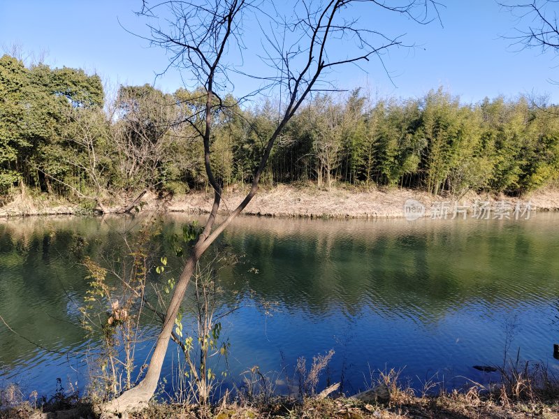 水边枯树映衬下的静谧湖泊自然风光