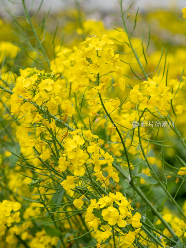 春天金黄色的油菜花