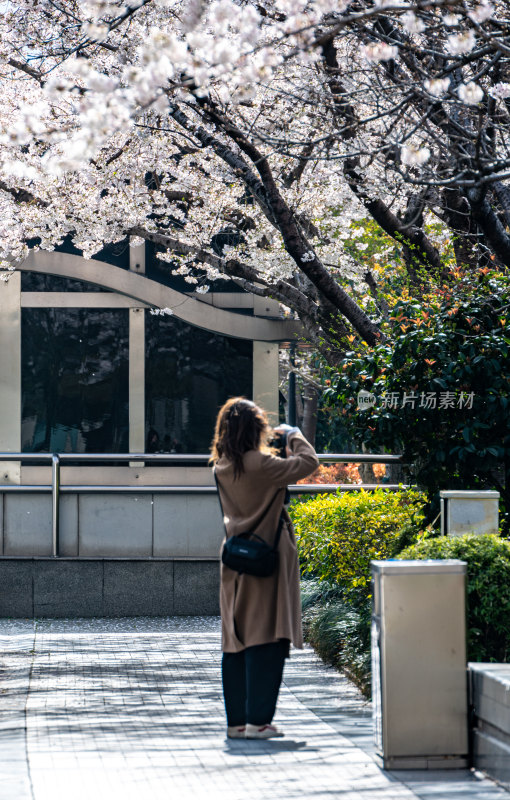 上海樱花季春天景观