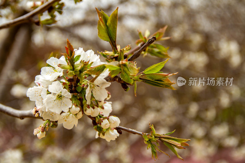 碧桃花开