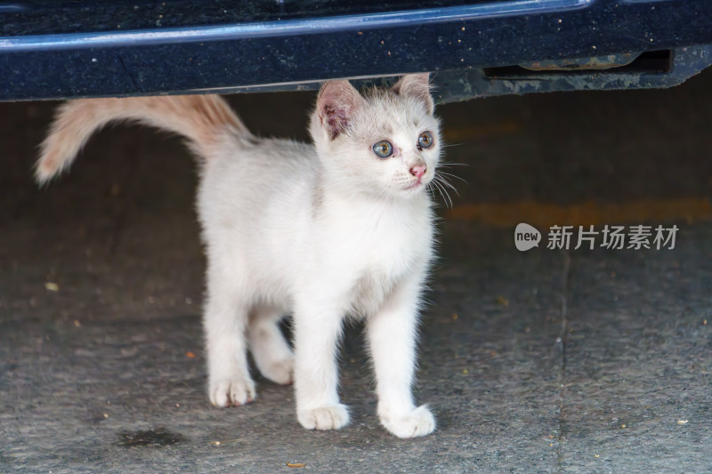 户外的流浪小猫