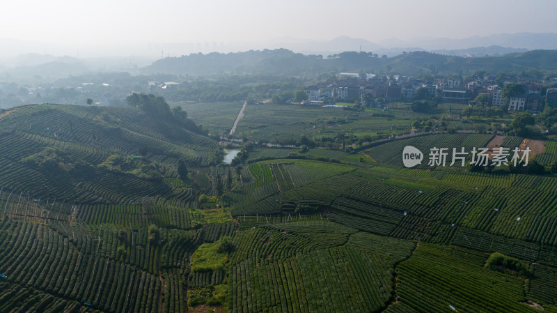 航拍杭州龙坞茶园 茶山 茶田