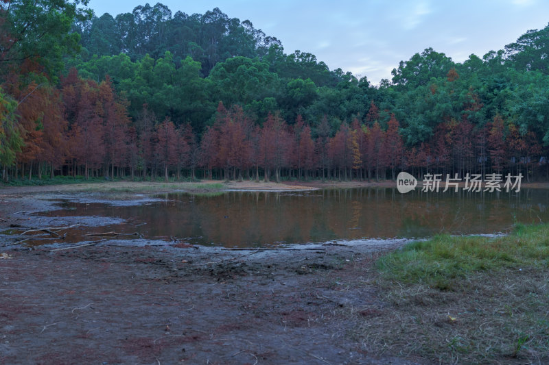 广州番禺大夫山森林公园落羽杉红叶与湖景