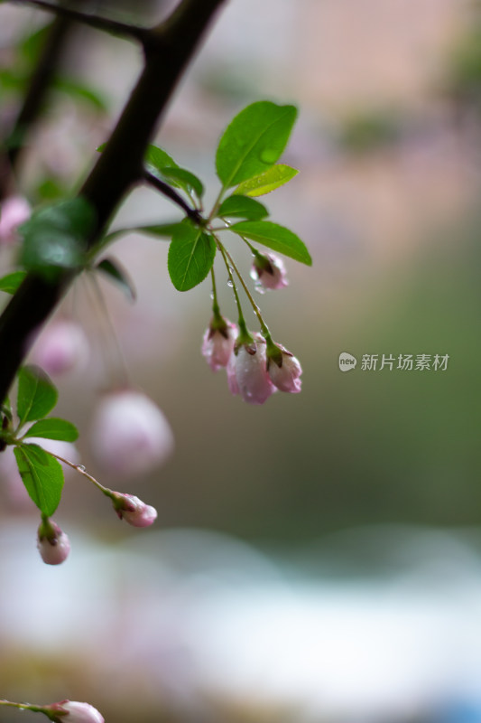 雨中的粉色海棠花素材