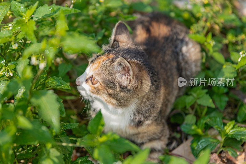 小猫咪、狸花猫、宠物猫